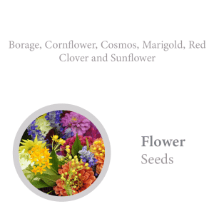 Seed Pencil Book Set