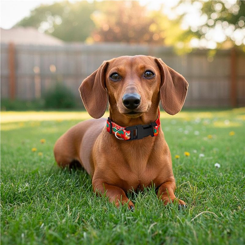 Hoppla Rambo Polyester Dog Collar