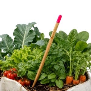 Vegetable Seed Pencil — AUTO-DRAFT