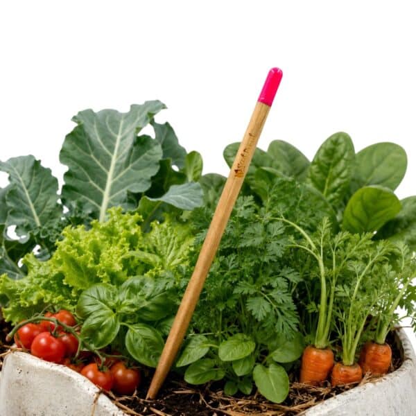 Vegetable Seed Pencil — AUTO-DRAFT