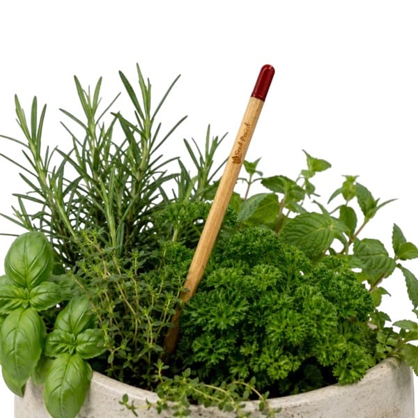 Herb Seed Pencil — AUTO-DRAFT
