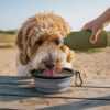 Altitude Harley Collapsible Pet Bowl – 650ml — Altitude Harley Collapsible Pet Bowl – 650ml
